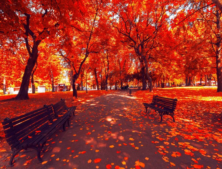 Sărutul toamnei (poeme) Sărutul toamnei (poeme)