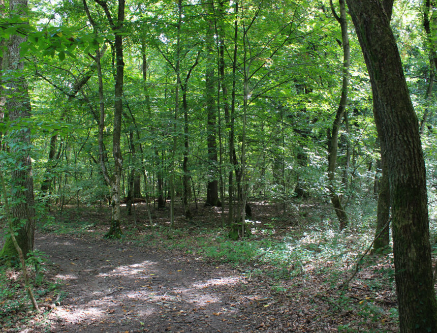 Pădurea Bistra, o oază de natură arhaică în jungla metropolitană Pădurea Bistra, o oază de natură arhaică în jungla metropolitană