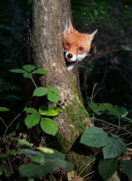 O vulpe, un câine și trei pisici O vulpe, un câine și trei pisici